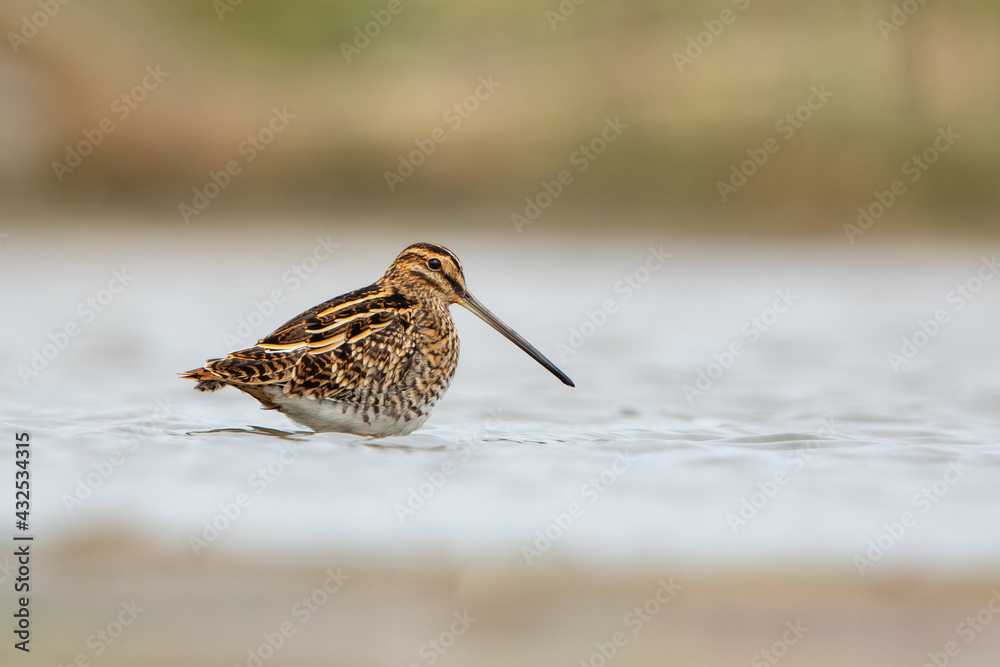 Common Snipe in natural habitat