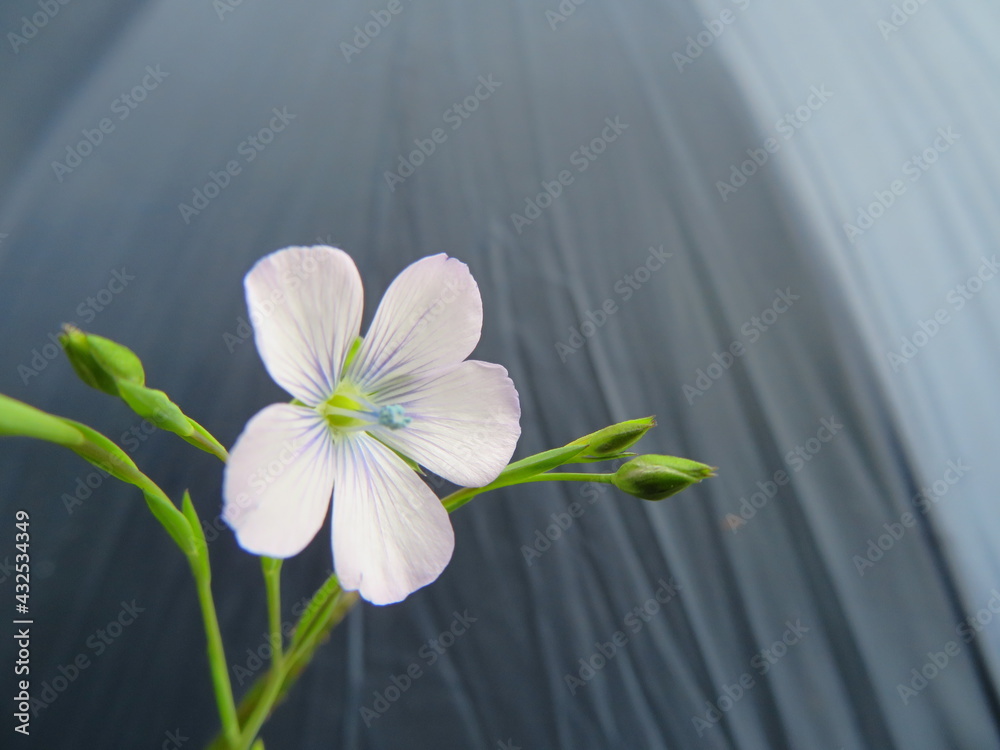 Fototapeta premium delicate purple blue flower pretty natural smell different