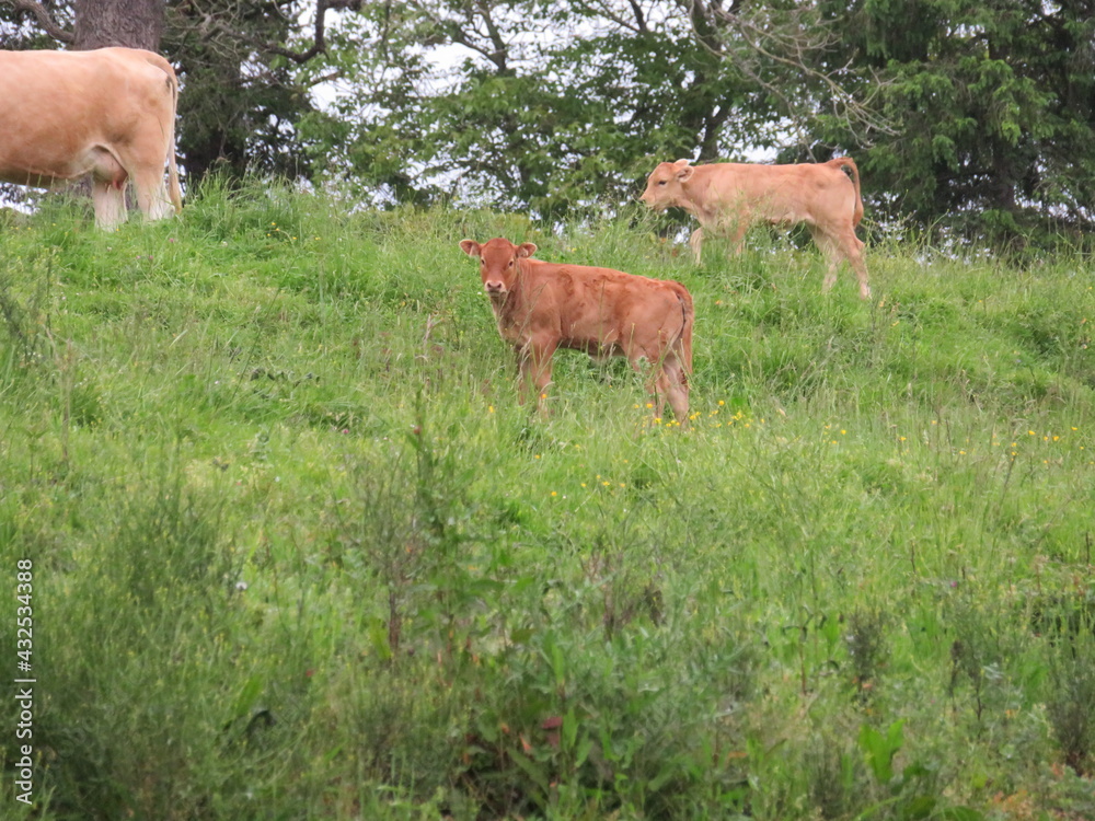 animal cows farm milk meat grass curious myron meek animal cows farm milk meat grass curious myron meek