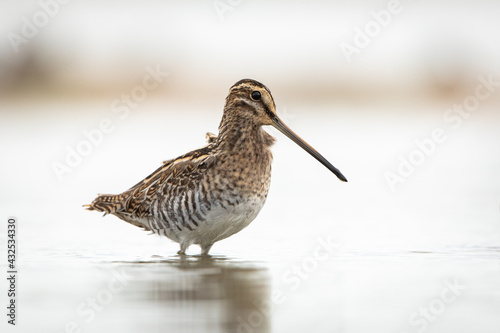 Konstfotografi Common Snipe in natural habitat