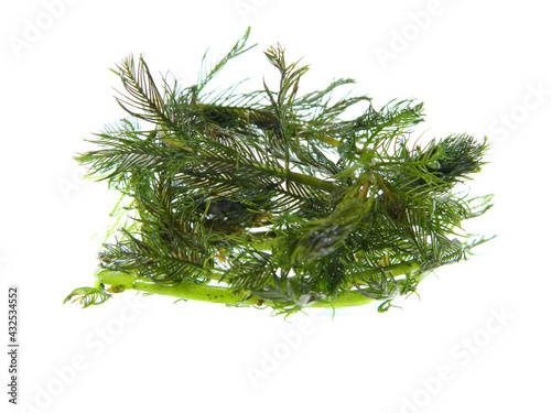 seaweed isolated on white background photo