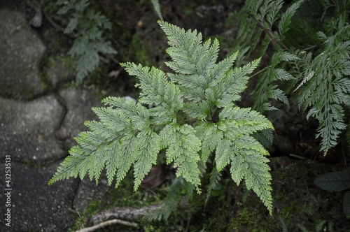 fresh green davallia trichomanoides plant in nature garden photo