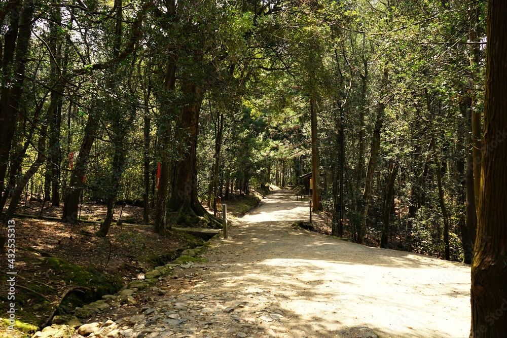 Pathway along toll tree forest towards Kasugataisha Shrine in Nara prefecture, Japan - 日本 奈良 春日大社 参道 Pathway along toll tree forest towards Kasugataisha Shrine in Nara prefecture, Japan - 日本 奈良 春日大社 参道