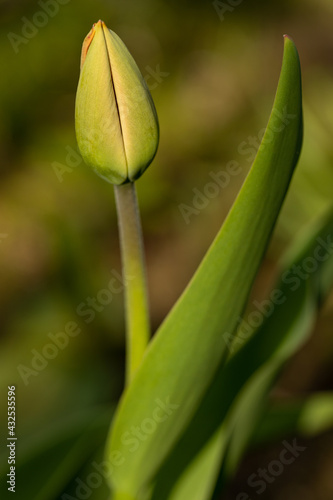Delicate green tulip bud on a natural blurred background. A beautiful tulip is illuminated by the setting sun. Details of spring nature. Young tulip flower. Fresh tulip bud.