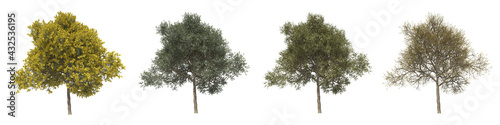 Silver wattle full-size real trees isolated on alpha channel with clipping path. Acacia dealbata in all seasons.3d rendering for digital composition.