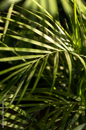 Fototapeta Naklejka Na Ścianę i Meble -  Palm leaves. Beautiful palm leaves at sunset.