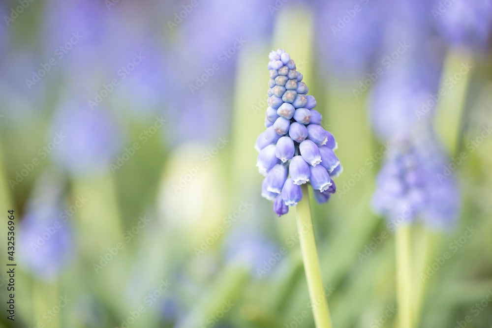 Original springtime closeup photograph of a light blue Muscari bloom in the garden Original springtime closeup photograph of a light blue Muscari bloom in the garden