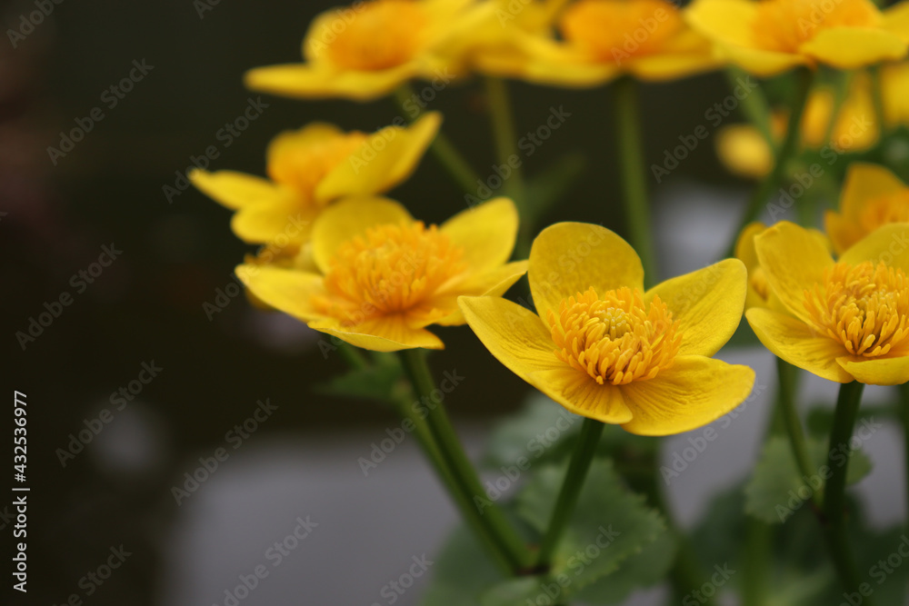Yellow Marsh Marigold, Caltha palustris. Yellow aquatic and semi-aquatic flower. Yellow Marsh Marigold, Caltha palustris. Yellow aquatic and semi-aquatic flower.
