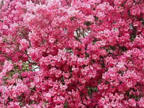 Fototapeta Naklejka Na Ścianę i Meble -  Huge pink blooming rhododendron bush or tree in spring