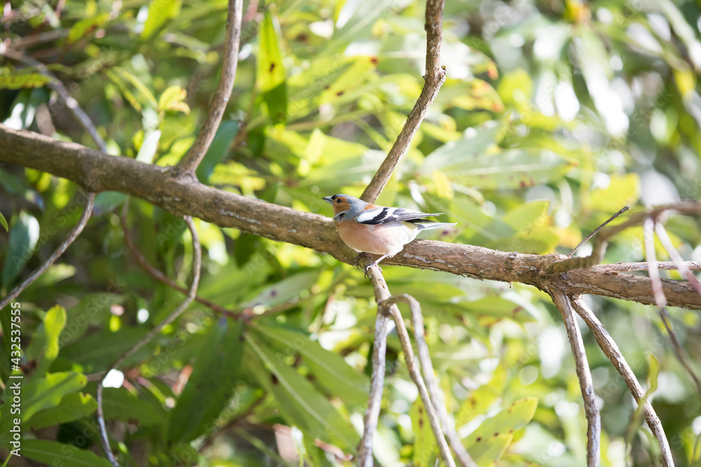 Chaffinch, songbird of the family Fringillidae, on a tree branch amongst green leaves - small bird. Latin Fringilla coelebs Chaffinch, songbird of the family Fringillidae, on a tree branch amongst green leaves - small bird. Latin Fringilla coelebs
