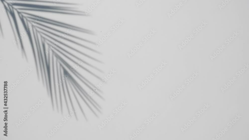 blur Palm tree shadow on white background