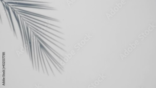 blur Palm tree shadow on white background