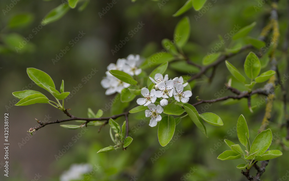 A Beautiful Nature Background of Some Young White Apple Tree Blossoms On a Tree Branch Along With Some Leaves, With Depth of Field A Beautiful Nature Background of Some Young White Apple Tree Blossoms On a Tree Branch Along With Some Leaves, With Depth of Field