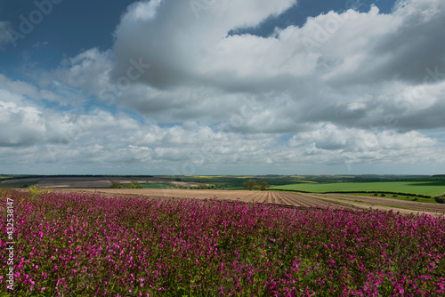 Wild flowers bordering farmland in the Yorkshire Wolds.
