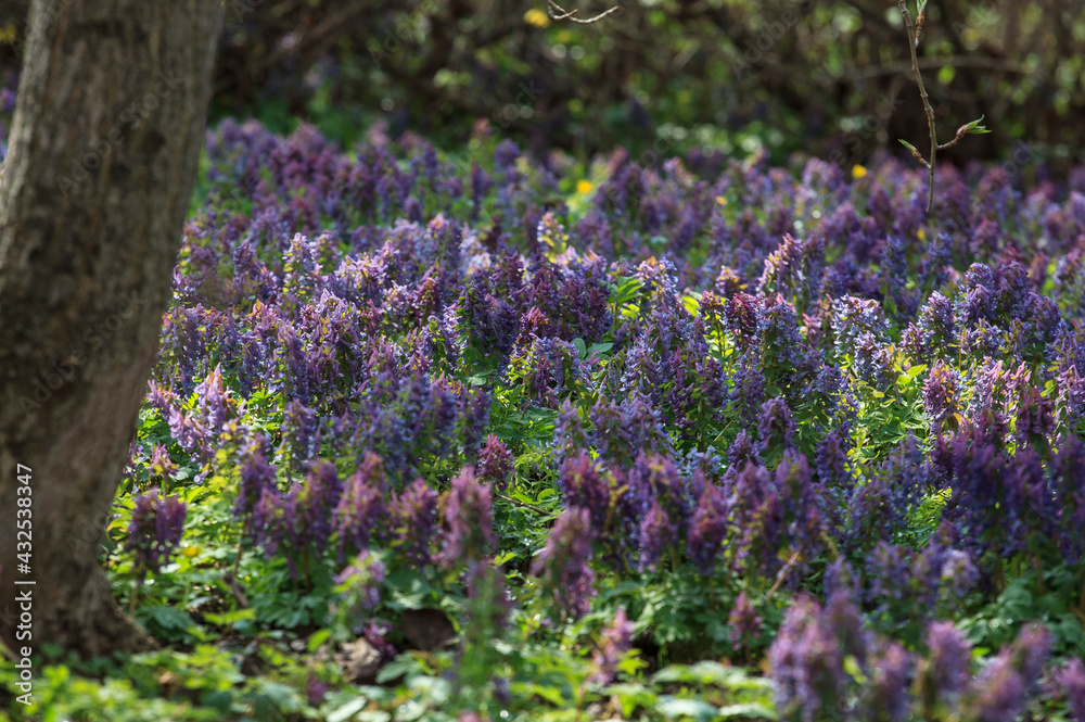 Obraz premium Spring flowers in the Apothecary's garden. Moscow