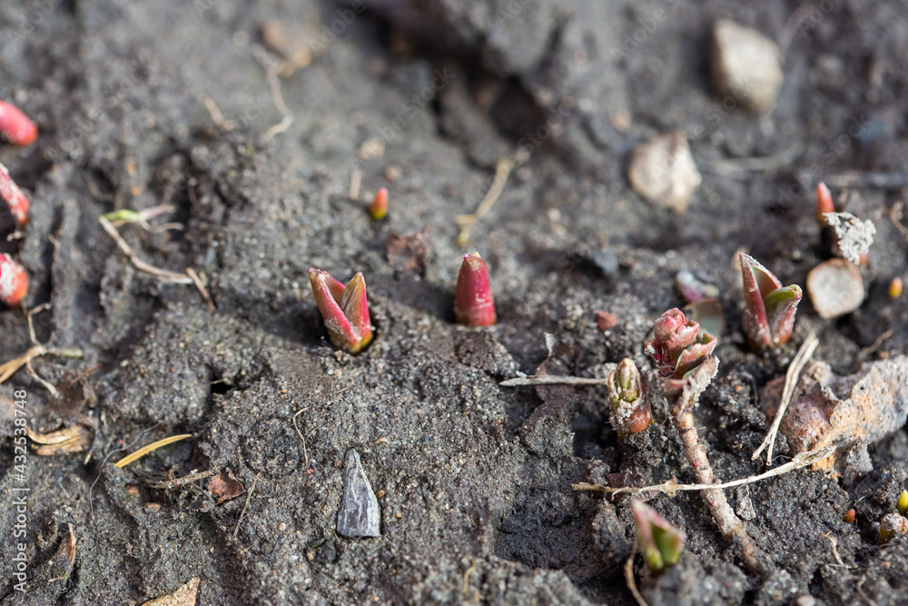 the first green sprouts of early spring flowers make their way to the sun the first green sprouts of early spring flowers make their way to the sun