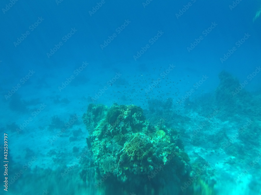 Fototapeta premium Tropical coral reef. Ecosystem and environment. Egypt. Near Sharm El Sheikh