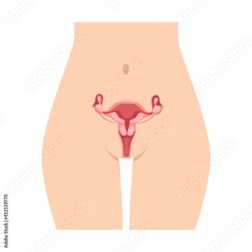 Anatomy of the female reproductive system. The layout of the female reproductive organs: uterus, cervix, ovary, fallopian tube.