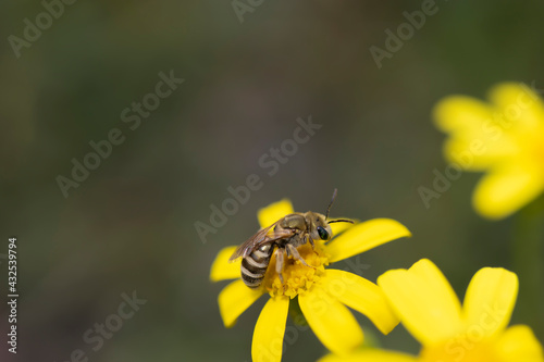 Honey bee on yellow daisy. macro photo. pollen is smeared on it.