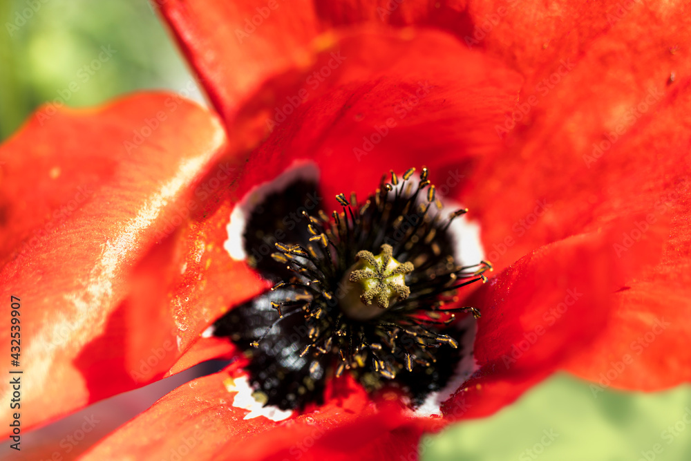 Poppy flower, macro photo. Very close-up of seeds and blossom in the middle. Poppy flower, macro photo. Very close-up of seeds and blossom in the middle.