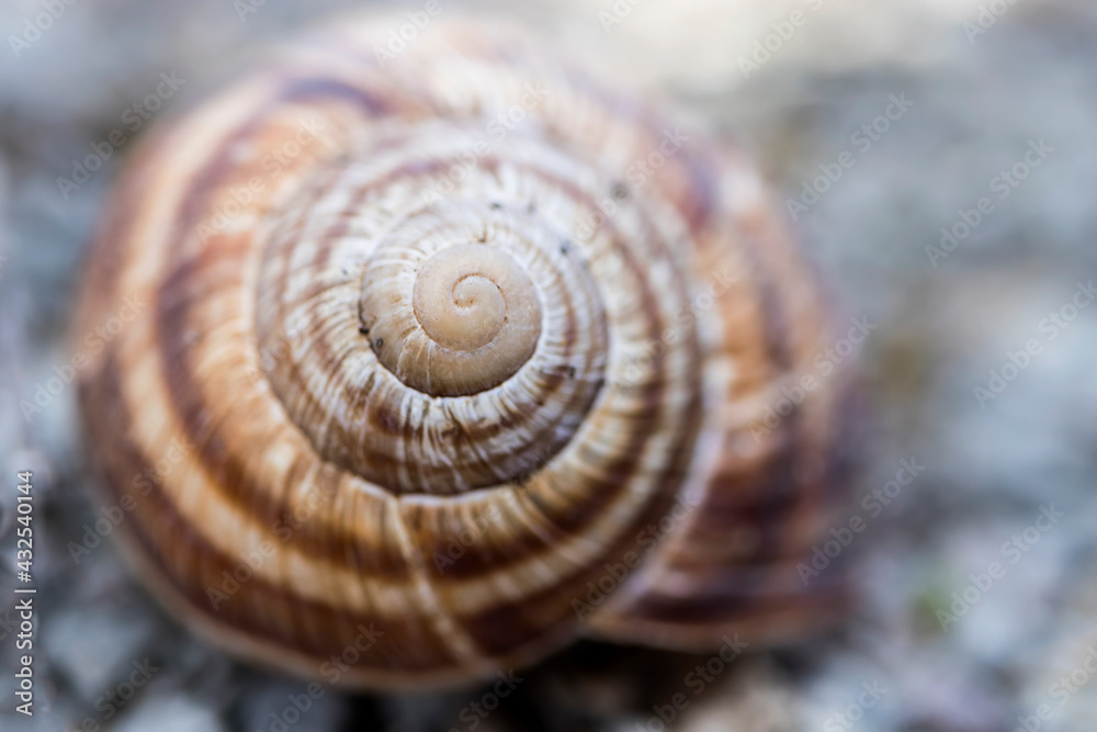 Snail in nature, on the wall, on the leaf, on the tree, on the branch, on the ground, close-up, macro photo. golden ratio composition.
Snail in nature, on the wall, on the leaf, on the tree, on the branch, on the ground, close-up, macro photo. golden ratio composition.