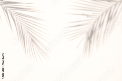 blur Palm tree shadow on white background