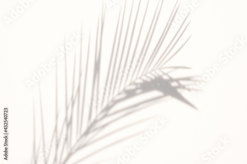 blur Palm tree shadow on white background