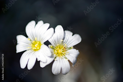 white wild flowers garden, in nature, against the sky. © Hatice