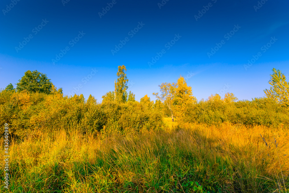 Autumn forest on a sunny day, wet swamps overgrown with vegetation