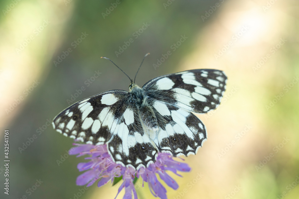 Naklejka premium demi dueil