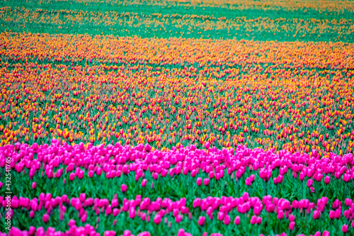 field of pink and yellow tulips