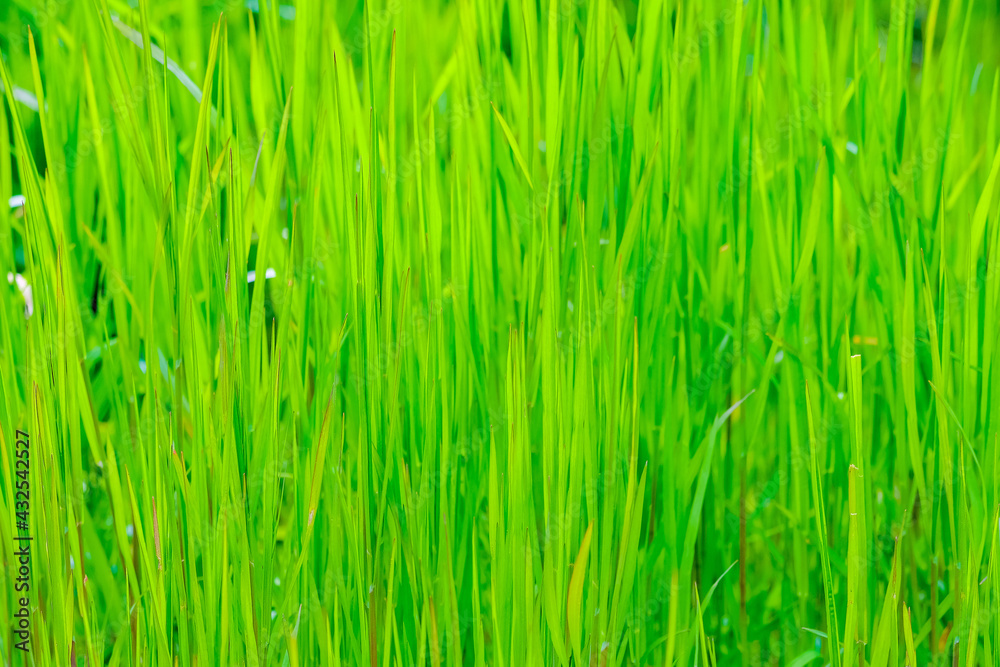 green grass background