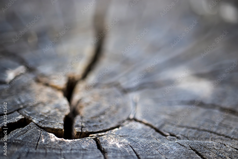 cut tree stump root, close-up. age rings of the tree. cut tree stump root, close-up. age rings of the tree.