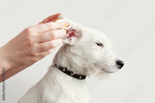Dog Jack Russell Terrier having ear examination at veterinary clinic. Woman cleaning dogs ear at grooming salon. White background, copy space. Pet health care, treatments concept.