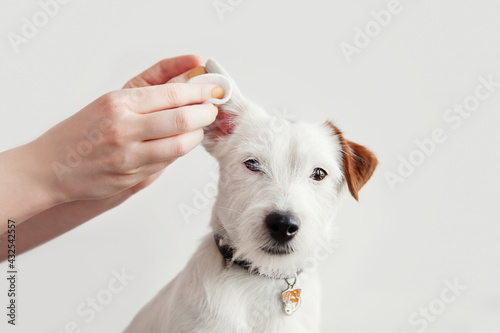 Dog Jack Russell Terrier having ear examination at veterinary clinic. Woman cleaning dogs ear at grooming salon. White background, copy space. Pet health care, treatments concept.