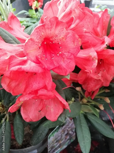 beautiful blooming pink and red rhododendron with long stamens.close up. Floral Wallpaper