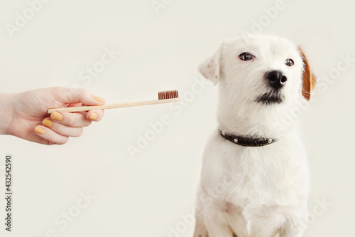 Owner trying to brush dog's teeth. Dog Jack Russell Terrier turned away from toothbrush. Pet health care, treatments concept. White background, copy space.