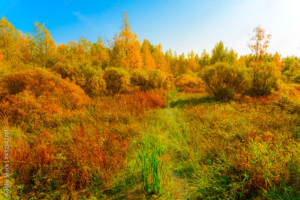 Colorful autumn forest on a sunny day, wet swamps overgrown with vegetation