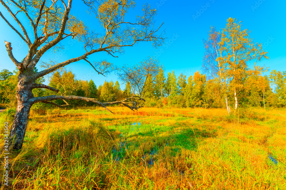 Colorful autumn forest on a sunny day, wet swamps overgrown with vegetation in the rays of a bright sun