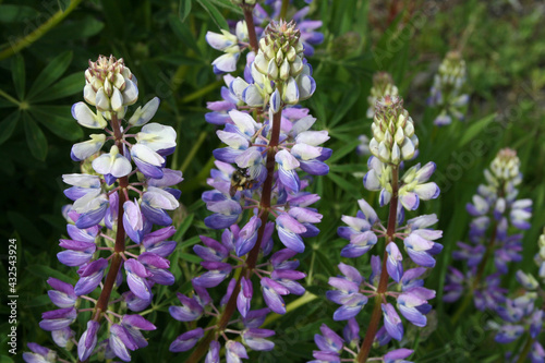 The Bee and the Broadleaf Lupine