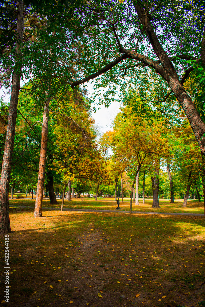 Naklejka premium autumn in the park