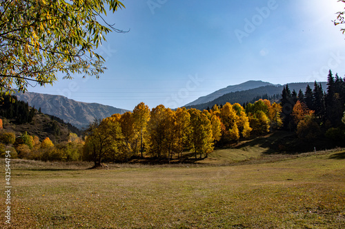A panoramic shot of mesmerizing trees in Artvin, Turkey.