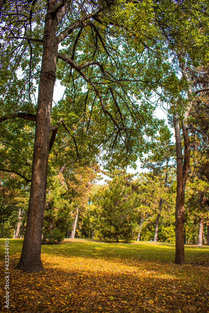 Fototapeta premium autumn in the park