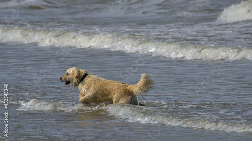 golden retriever dog running in the water on the beach 