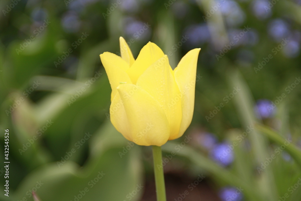 gelbe Tulpe gelbe Tulpe