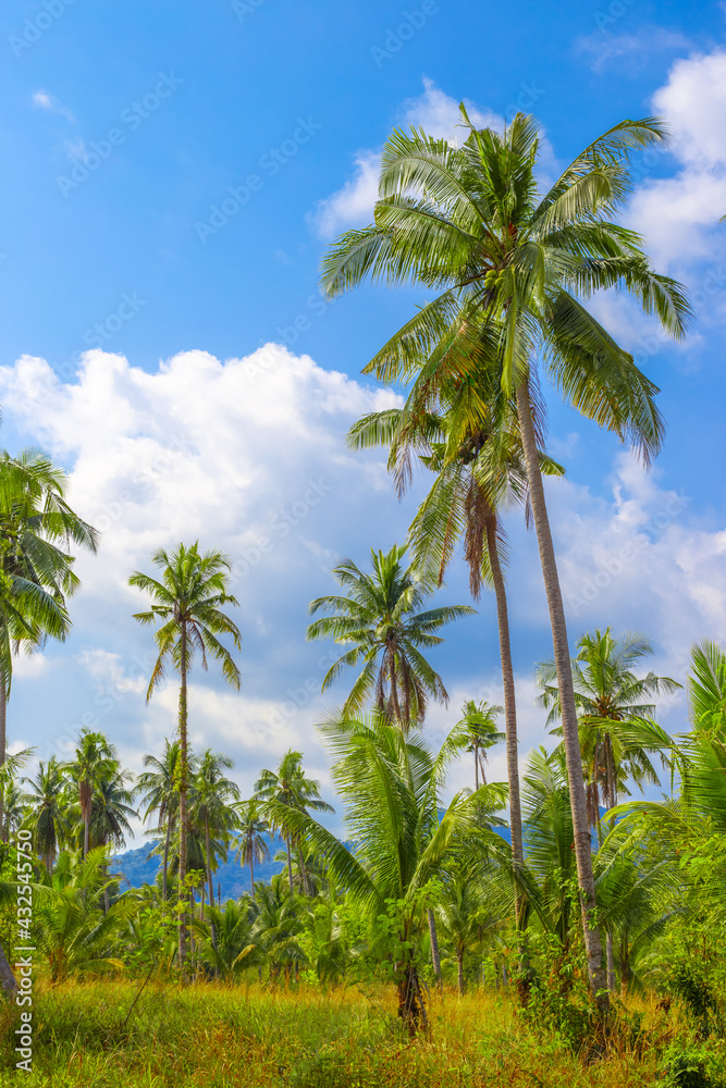 Tropical vertical landscape. Tall coconut trees in the green jungle against the blue sky. Travel and tourism to Asia Tropical vertical landscape. Tall coconut trees in the green jungle against the blue sky. Travel and tourism to Asia
