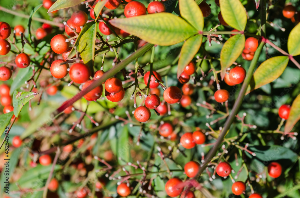 Frutos rojos en una planta verde.