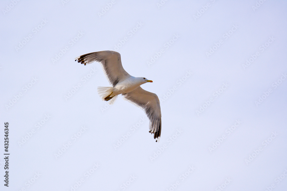 White seagull fly in cloudy sky Spain L estartit, July 20 2018. White seagull fly in cloudy sky Spain L estartit, July 20 2018.