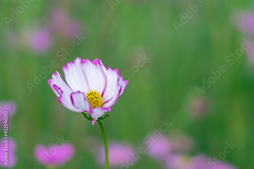 Yellow Cosmos bipinnatus flowers (Garden cosmos or Mexican aster) in the fields on blurred colorful nature background with copy space. Selectived focus picture.