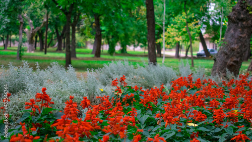 red poppies in the field